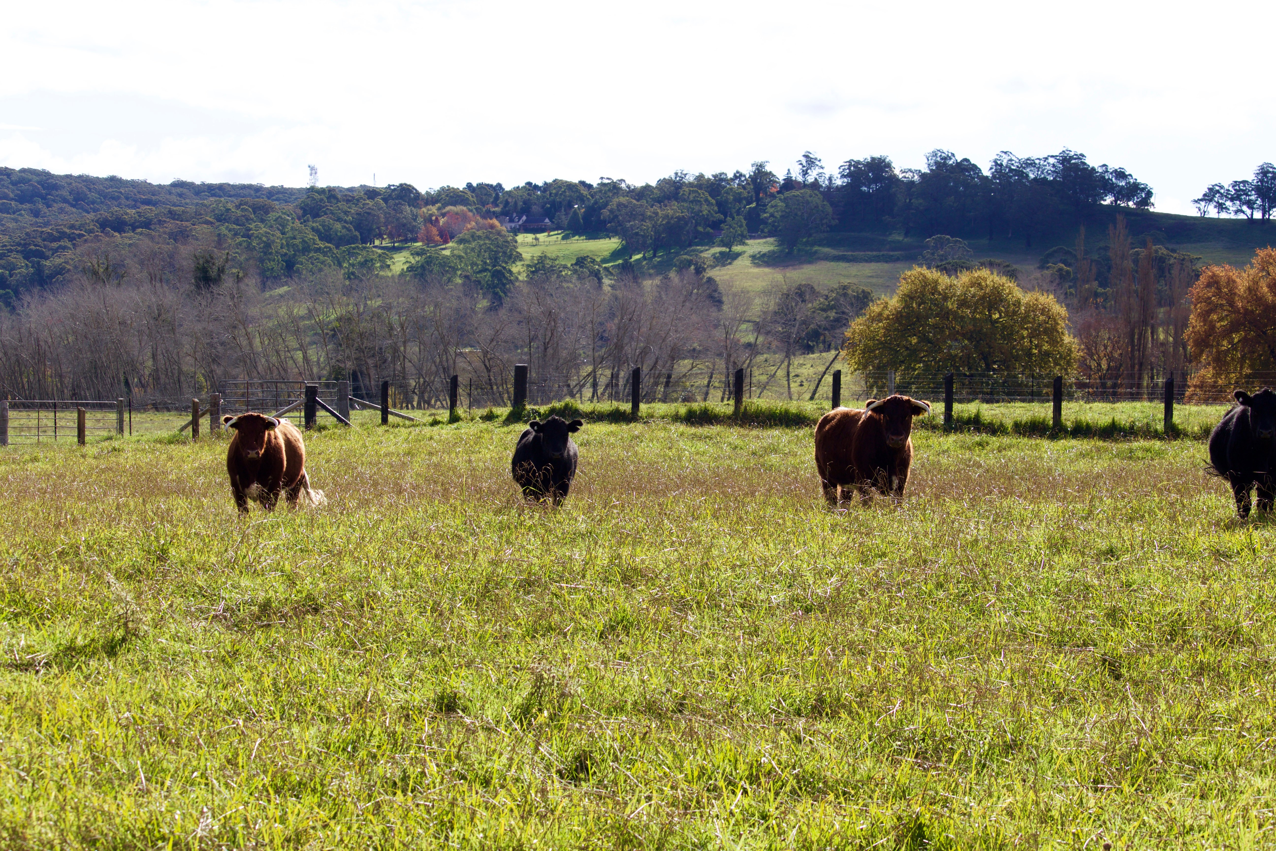 1 Herald Drive, Bowral, NSW, 2576, Bowral - Thumbnail 6