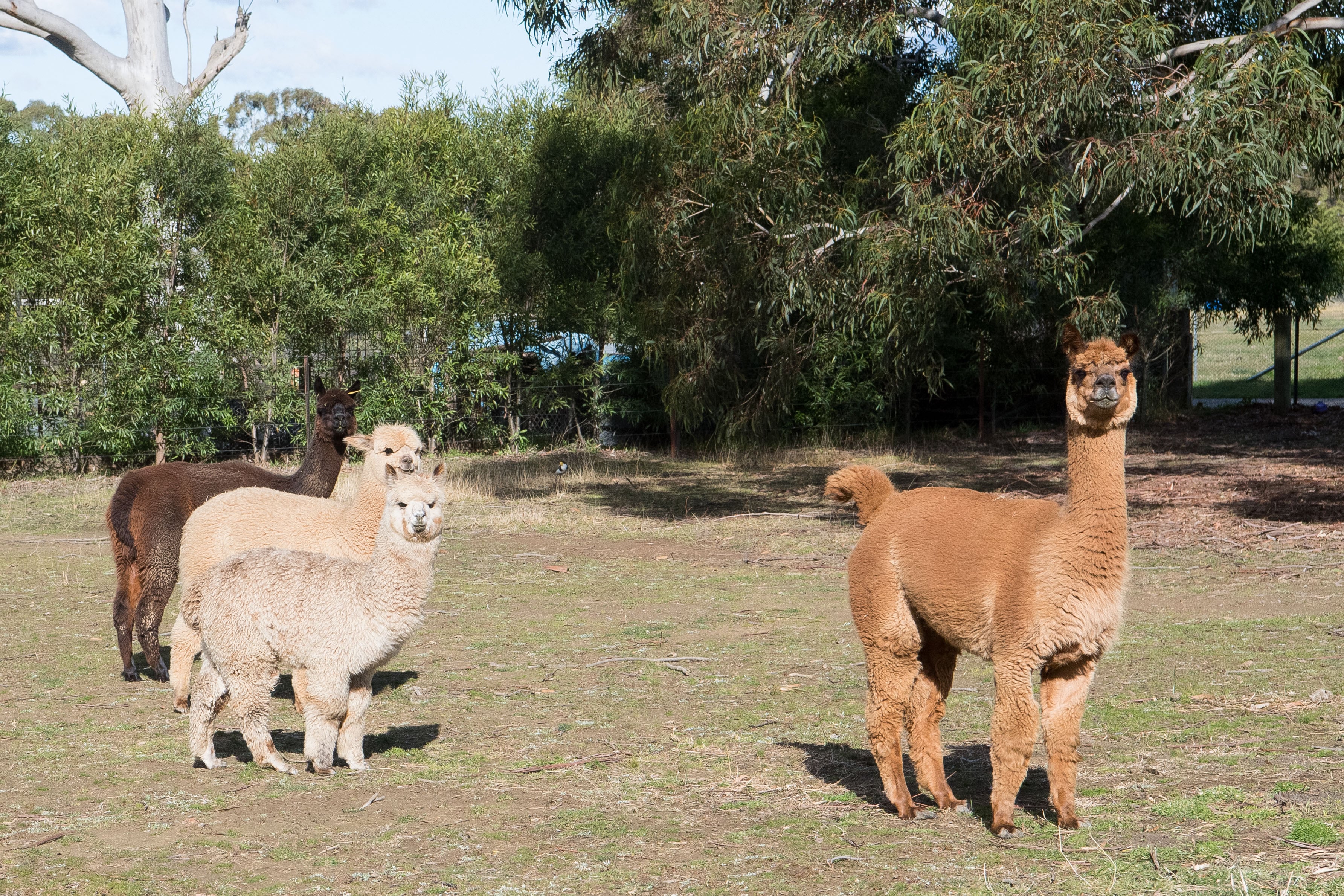 Lot 3, 88-90 Penrose Road, Bundanoon, NSW, 2578, Bundanoon - Thumbnail 7