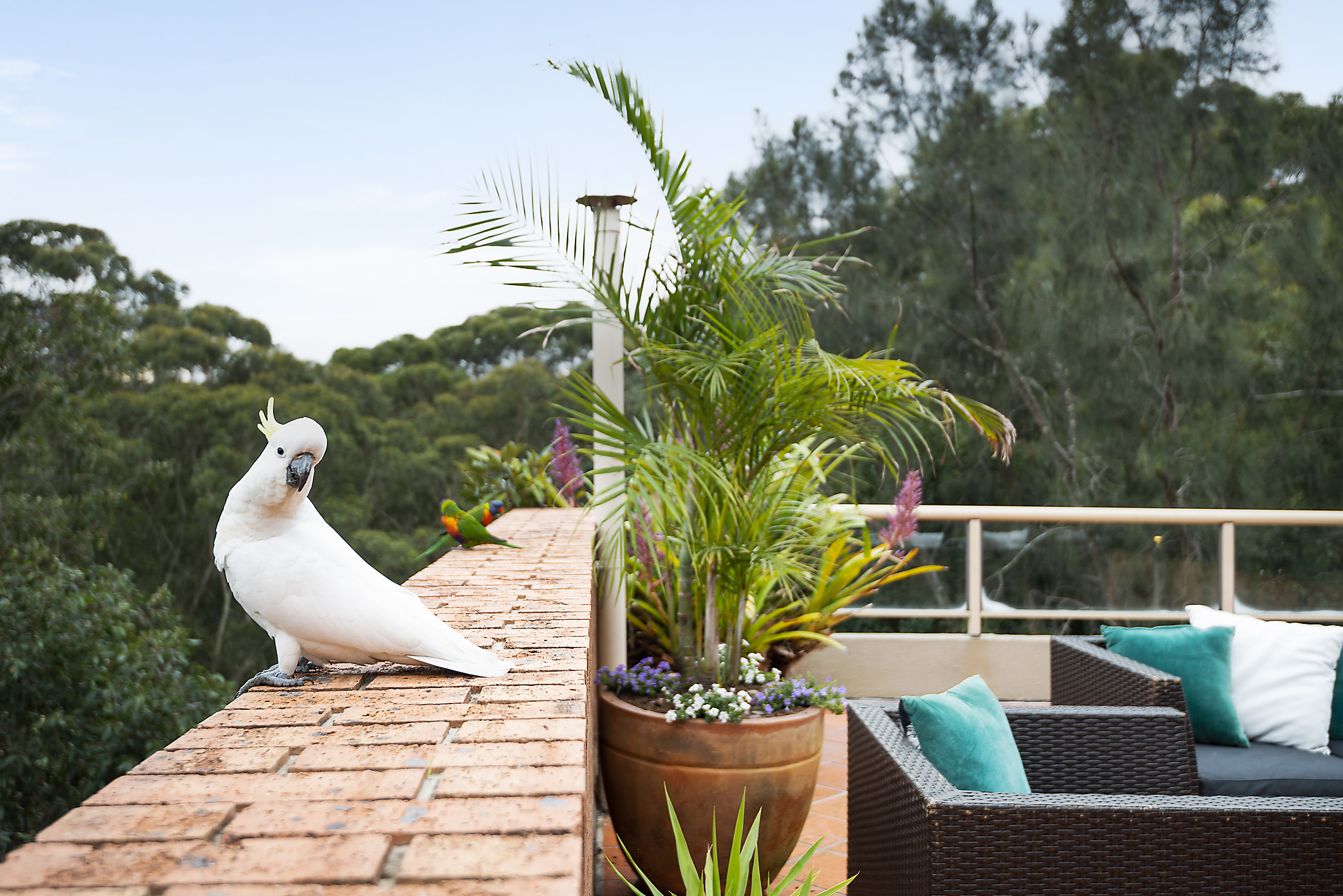 7/2A Cambridge Street, Cammeray, NSW, 2062, Cammeray - Thumbnail 3