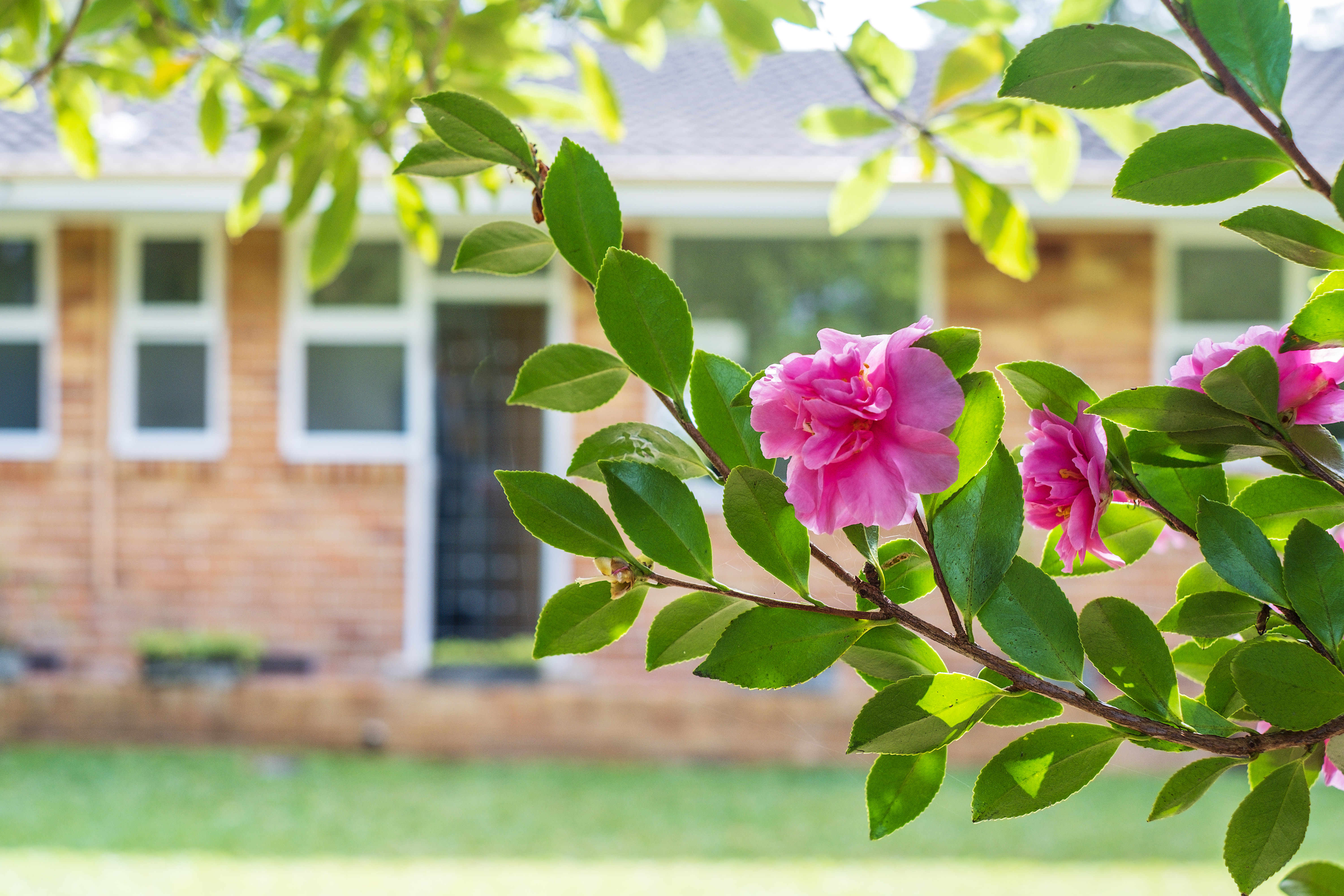 227 Tryon Road, East Lindfield, NSW, 2070, East Lindfield - Thumbnail 5
